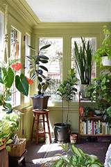 How To Decorate A Living Room With Plants Images