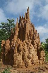 Termite Farmer
