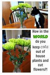 How Can You Keep Cats Out Of Your Flower Beds Photos