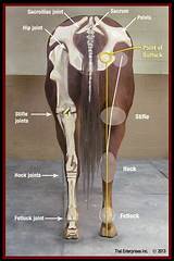 Images of Equine Ocd Treatment