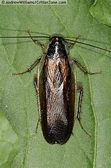 Images of Pennsylvania Wood Cockroach