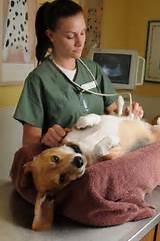 Vet Technician Online Schools Pictures