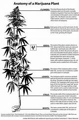 Marijuana Root Growth Photos