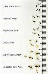 Pictures of Fire Ants Size