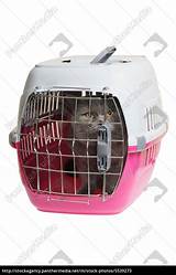 Pet Carrier Agency