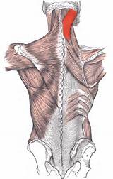 Trapezius Muscle Strengthening Images