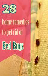 Remedies To Get Rid Of Bed Bugs