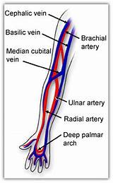 Cheap Phlebotomy Supplies Pictures