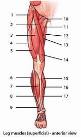 Muscle Labeling Exercise Photos