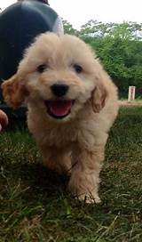 Pictures of Cheap Goldendoodle Puppies For Sale