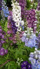 Flowers That Look Like Delphiniums Pictures
