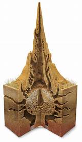 Termite Physiology Photos