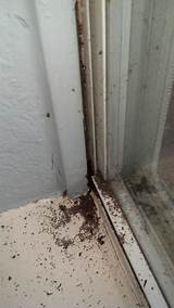 House Termites Signs Photos