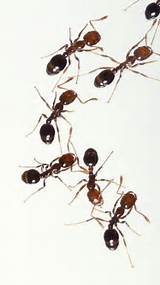Fire Ants Yahoo Images