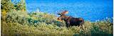 Images of Maine Moose Outfitters