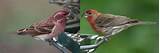 The Difference Between A House Finch And A Purple Images