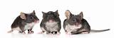 Rat Poison Effects On Mice Images