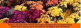 Images of La Flower Market Vendors