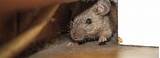 Photos of Rat Vs Mouse