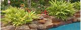 Images of Pool Landscaping Plants Texas
