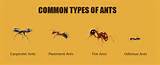 Types Of Carpenter Ants Photos