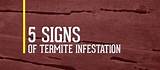 Images of Visible Signs Of Termite Damage