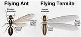 Photos of Termite Vs Ant Size