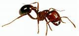 Interesting Facts About Fire Ants Photos