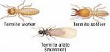 Does Termites Have Wings Photos