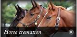 Pictures of Horse Cremation Services