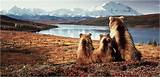Alaska Cruise And Land Packages