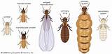 Termite Life Span
