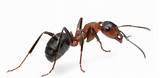 Images of White Footed Ant Control