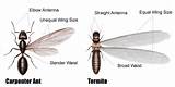 Pictures of Termite Vs Ant Size