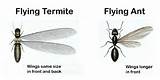 Pictures of Termite Control Marietta Ga