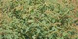 Images of Spiny Pigweed Control