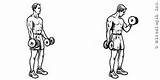 Weight Exercises Dumbbells Pictures