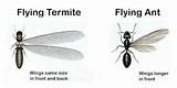 Termite Versus Flying Ant Photos