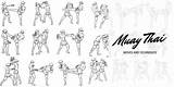 Muay Thai Moves Images