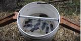 Photos of Water Bucket Mouse Trap