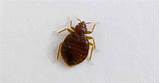 Images of Cedar Wood Oil For Bed Bugs