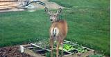 How To Prevent Deer From Eating Your Garden Images