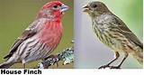 Pictures of House Finch Michigan