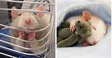Female Rat Names Images