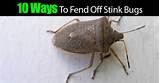 Stink Bug Control In House