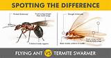 Termite Vs Ant Swarmer Pictures