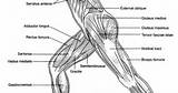 Pictures of Gracilis Muscle Exercise
