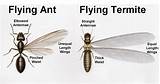 Images of Ant Termite Treatment
