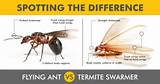 Images of Difference Between Termites And Winged Ants