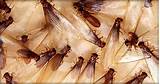 Anti Termite Treatment Abu Dhabi
